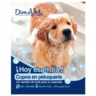 Estética Canina Y Felina Profesional